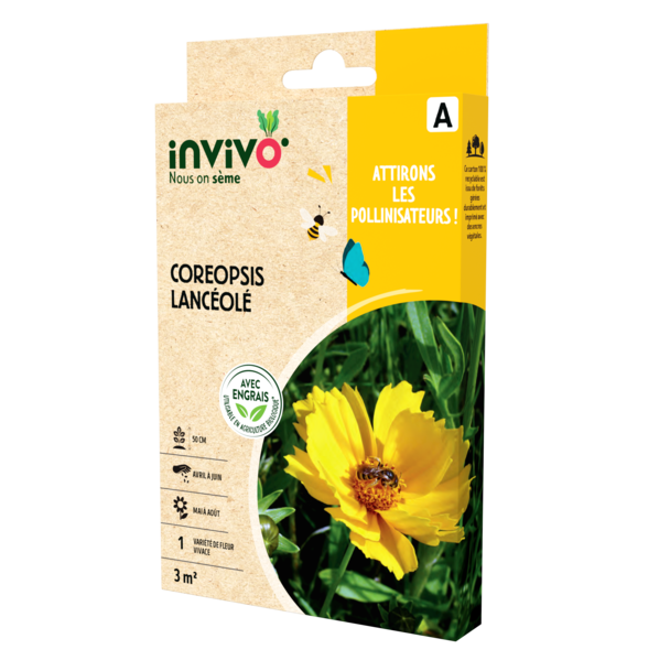 COREOPSIS LANCÉOLÉ