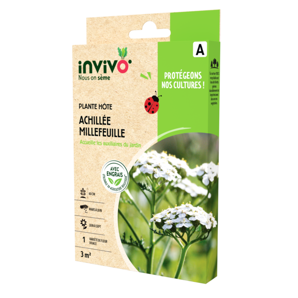 ACHILLÉE MILLEFEUILLE